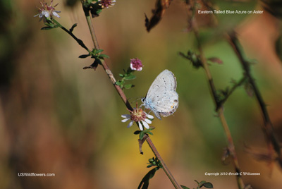 Eastern Tailed Blue Azure on Aster Eastern Tailed Blue Azure on Aster