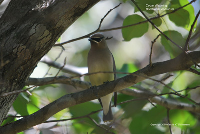 Cedar Waxwing - Bombycilla cedrorum Cedar Waxwing - Bombycilla cedrorum