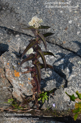 Eupatorium perfoliatum