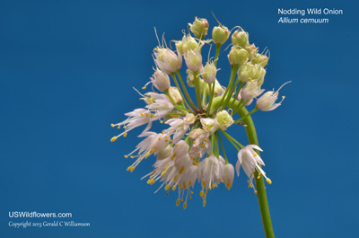 Nodding Wild Onion, Nodding Onion, Allegheny Onion - Allium cernuum