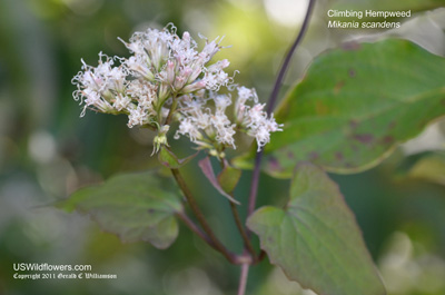 Climbing Hempweed, Climbing Boneset - Mikania scandens Climbing Hempweed, Climbing Boneset - Mikania scandens