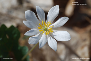 Bloodroot - Sanguinaria canadensis Bloodroot - Sanguinaria canadensis