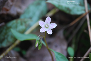 Carolina Spring Beauty, Wide-leaved Spring Beauty - Claytonia caroliniana