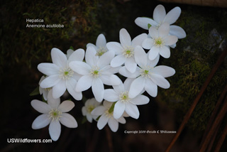 Sharp-lobed Hepatica - Hepatica nobilis Sharp-lobed Hepatica - Hepatica nobilis