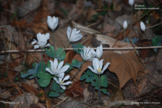 Bloodroot - March 9, 2009