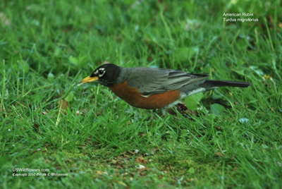 American Robin about to devour its prey