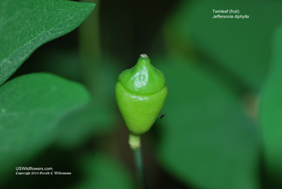 Twinleaf, Helmet Pod, Ground Squirrel Pea - Jeffersonia diphylla