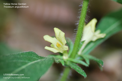 Yellow Horse Gentian, Yellowfruit Horsegentian, Narrow-leaved Horse-gentian, Lesser Horse-gentian, Yellow Tinkers Weed - Triosteum angustifolium