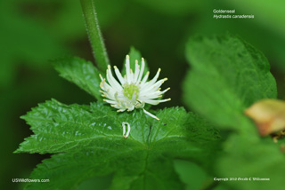 Goldenseal - Hydrastis canadensis Goldenseal - Hydrastis canadensis