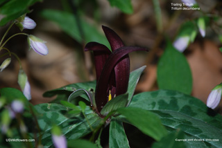 Trailing Trillium - Trillium decumbens