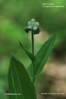 Wild Comfrey - Cynoglossum virginianum Wild Comfrey - Cynoglossum virginianum