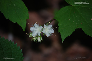 Broad-leaf Waterleaf ; Bluntleaf Waterleaf, Maple-leaf Waterleaf - Hydrophyllum canadense
