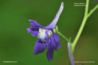 Dwarf Larkspur - Delphinium tricorne Dwarf Larkspur - Delphinium tricorne