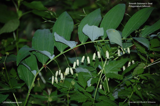 Smooth Solomon's Seal - Polygonatum biflorum
