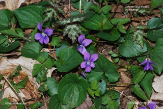 Common Blue Violet - Viola sororia