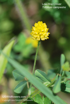 Low-Hop Clover – Trifolium campestre