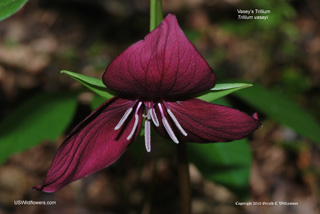 Vasey's Trillium - Trillium vaseyi Vasey's Trillium - Trillium vaseyi