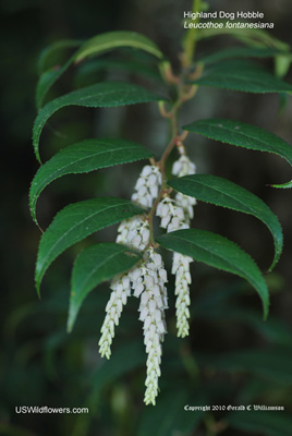 Highland Dog Hobble,  Fetterbush - Leucothoe fontanesiana