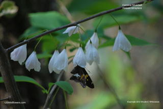 Carolina Silverbell - Halesia tetraptera Carolina Silverbell - Halesia tetraptera