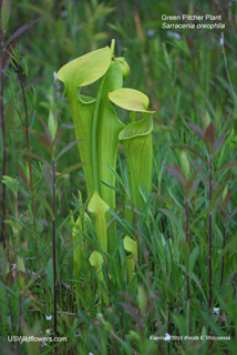 Green Pitcher Plant - Sarracenia oreophila Green Pitcher Plant - Sarracenia oreophila