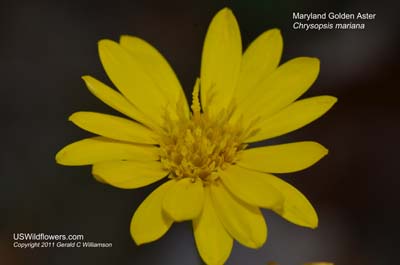 Maryland Golden Aster - Chrysopsis mariana Maryland Golden Aster - Chrysopsis mariana