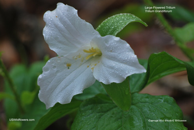 Large-Flowered Trillium, White Trillium - Trillium grandiflorum Large-Flowered Trillium, White Trillium - Trillium grandiflorum