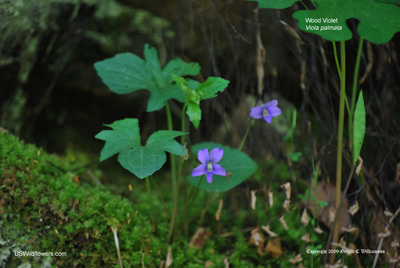 Wood Violet, Trilobed Violet - Viola palmata