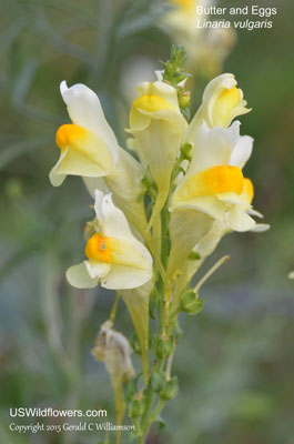 Butter-and-eggs, Common Toadflax, Yellow Toadflax, Wild Snapdragon - Linaria vulgaris