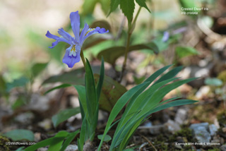 Crested Dwarf Iris - Iris cristata