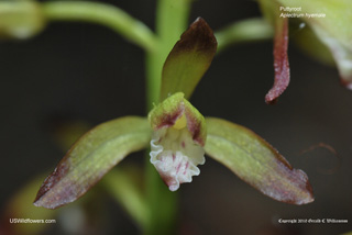 Puttyroot orchid - Aplectrum hyemale Puttyroot orchid - Aplectrum hyemale