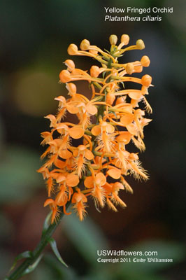Yellow Fringed Orchid, Orange Fringed Orchid - Platanthera ciliaris Yellow Fringed Orchid, Orange Fringed Orchid - Platanthera ciliaris