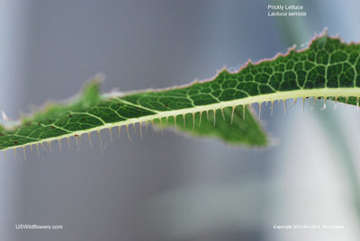 Prickly Lettuce, China Lettuce - Lactuca serriola Prickly Lettuce, China Lettuce - Lactuca serriola