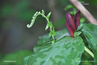 Sweet Betsy - Trillium cuneatum Sweet Betsy - Trillium cuneatum