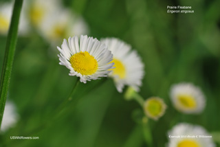 Prairie Fleabane, Lesser Daisy Fleabane - Erigeron strigosus Prairie Fleabane, Lesser Daisy Fleabane - Erigeron strigosus