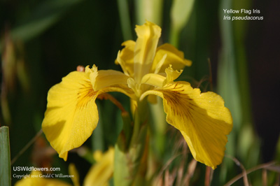 Yellow Flag Iris, Paleyellow Iris, Yellow Iris, Water Flag - Iris pseudacorus