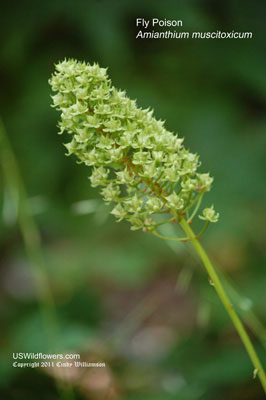 Fly Poison, Stagger Grass - Amianthium muscitoxicum