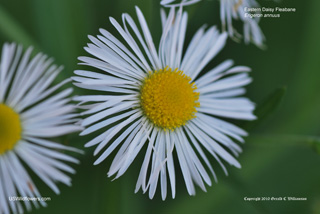 Eastern daisy fleabane - Erigeron annuus