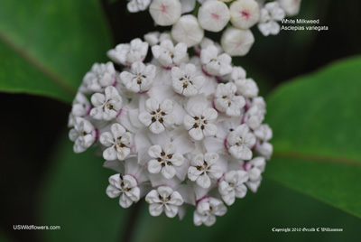 White Milkweed - Asclepias variegata White Milkweed - Asclepias variegata