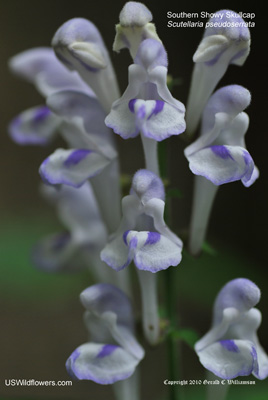 Southern Showy Skullcap, Falseteeth skullcap - Scutellaria pseudoserrata Southern Showy Skullcap, Falseteeth skullcap - Scutellaria pseudoserrata