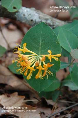Yellow Honeysuckle, Pale Yellow Honeysuckle - Lonicera flava Yellow Honeysuckle, Pale Yellow Honeysuckle - Lonicera flava