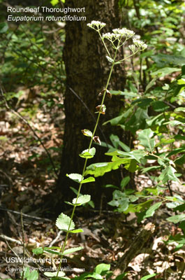 Roundleaf Thoroughwort, Common Roundleaf Eupatorium - Eupatorium rotundifolium
