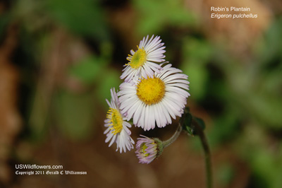 Robin's Plantain - Erigeron pulchellus Robin's Plantain - Erigeron pulchellus