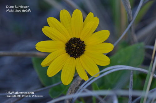 Dune Sunflower, Beach Sunflower, Cucumberleaf Sunflower, East Coast Dune Sunflower, Branching Sunflower - Helianthus debilis Dune Sunflower, Beach Sunflower, Cucumberleaf Sunflower, East Coast Dune Sunflower, Branching Sunflower - Helianthus debilis