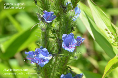 Viper's Bugloss, Blueweed, Blue Devil, Blue Borage, Common Echium - Echium vulgare