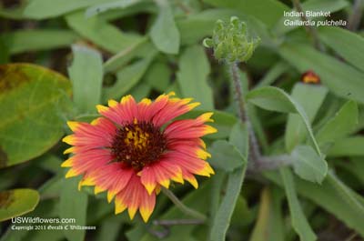 Indian Blanket, Indian Blanketflower, Firewheel - Gaillardia pulchella Indian Blanket, Indian Blanketflower, Firewheel - Gaillardia pulchella