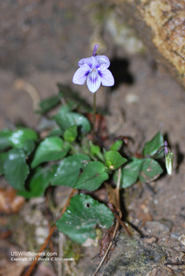 Long-spurred violet - Viola rostrata