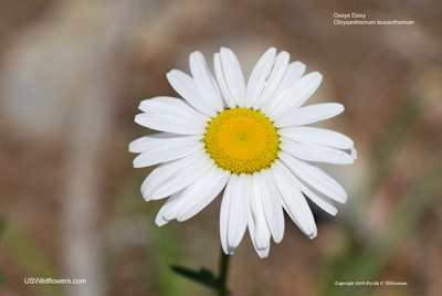 Oxeye Daisy - Chrysanthemum leucanthemum Oxeye Daisy - Chrysanthemum leucanthemum