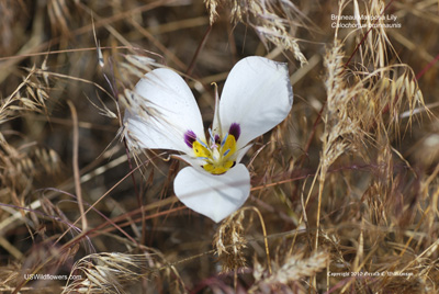White Mariposa Lily - Calochortus eurycarpus