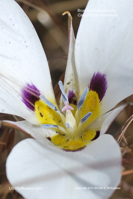 Bruneau Mariposa Lily - Calochortus bruneaunis