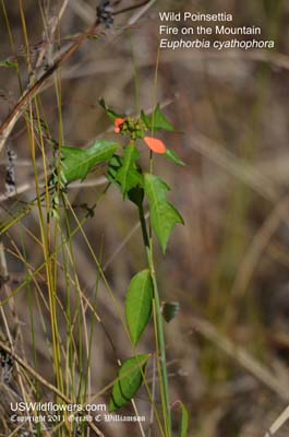 Wild Poinsettia, Mexican Fireplant, Fire on the Mountain, Painted Euphorbia, Desert Poinsettia - Euphorbia cyathophora Wild Poinsettia, Mexican Fireplant, Fire on the Mountain, Painted Euphorbia, Desert Poinsettia - Euphorbia cyathophora